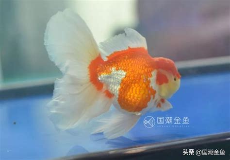 養魚的種類|新手養魚首選魚類有哪些？－風生水起「燈」好運。